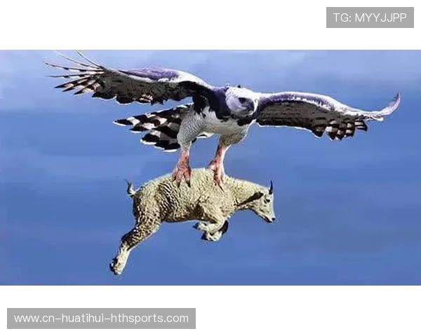 老鹰战术课：快速攻击线组织更为清晰